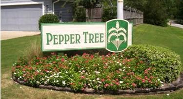 Pepper Tree